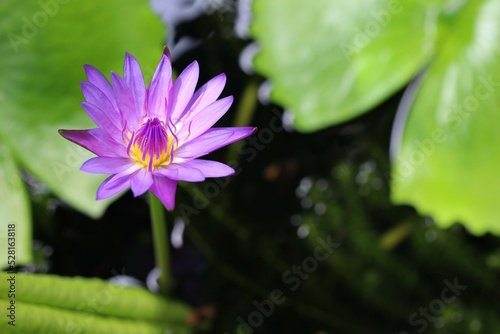 Egyptian Lotus Nymphaea or previously Nymphaea caerulea, known primarily as blue lotus or blue Egyptian lotus but also blue water lily or blue Egyptian water lily