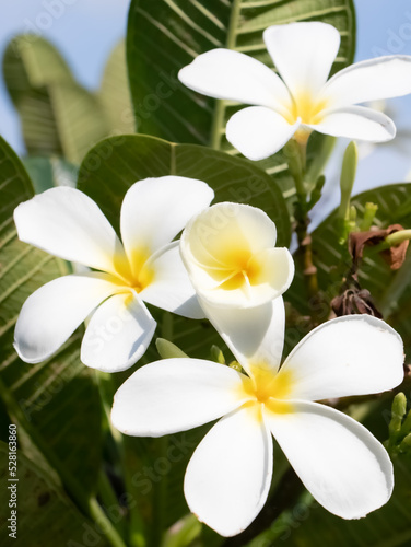 Beautiful frangipani or plumeria flowers  White flowers in the garde  close up  beautiful flower   plumeria flowers 