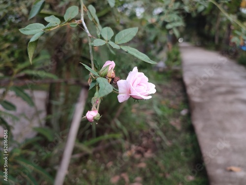 pink rose flowers in the branch