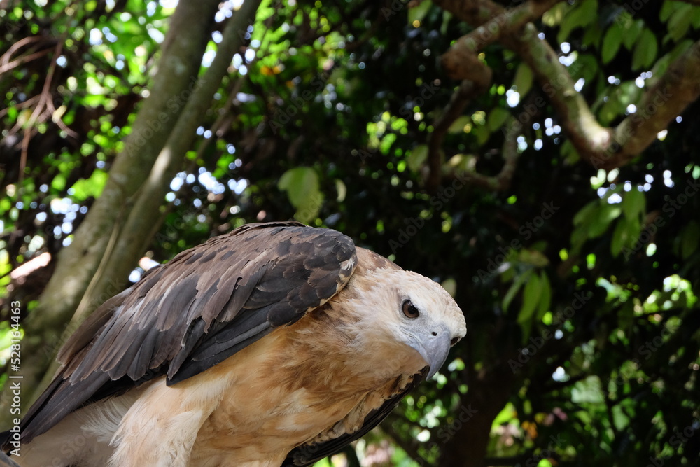 The white-bellied sea eagle (Haliaeetus leucogaster), also known as the white-breasted sea eagle, is a large diurnal bird of prey in the family Accipitridae The white-bellied sea eagle (Haliaeetus leucogaster), also known as the white-breasted sea eagle, is a large diurnal bird of prey in the family Accipitridae