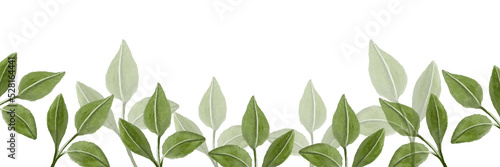 Green watercolor leaves illustration