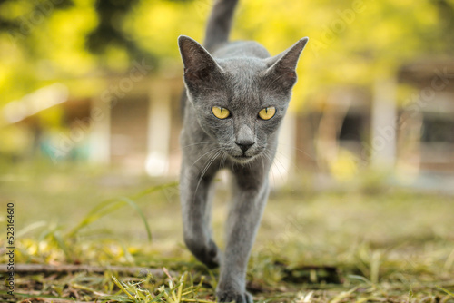 Fotografie A grey short-haired breed cat walking on the ground. the Korat.