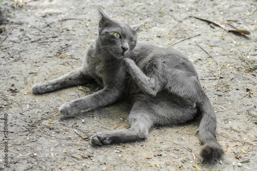 Fototapeta Naklejka Na Ścianę i Meble -  A grey short-haired breed cat lying on the ground. the Korat.