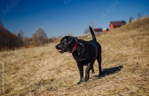 White labrador retriever dog on a walk. Dog in the nature. Senior dog behind grass and forest © Nikita