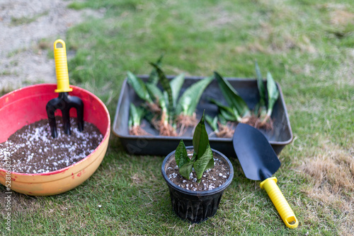 Propagating snake plant from leaf cuttings with selective focus photo