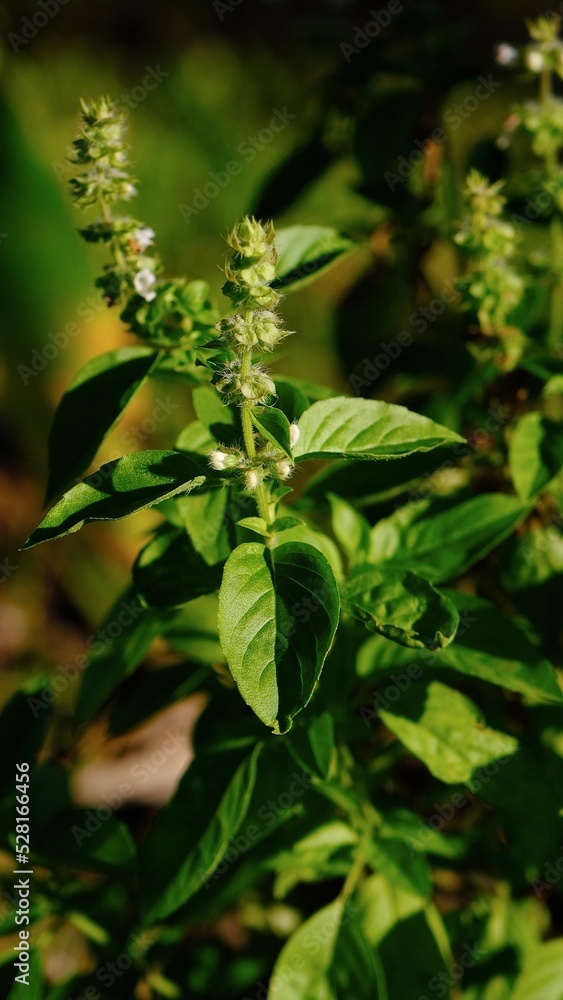 Lemon basil, hoary basil or Thai lemon basil is a hybrid between basil (Ocimum basilicum) and American basil (Ocimum americanum). Lemon basil, hoary basil or Thai lemon basil is a hybrid between basil (Ocimum basilicum) and American basil (Ocimum americanum).