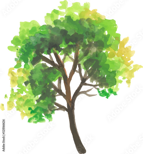 watercolor tree illustration