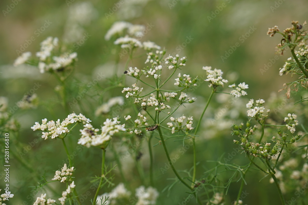 Coriander blossom, Coriander plant