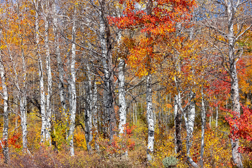 Fall foliage in Wasatch mountains, Utah during autumn time.