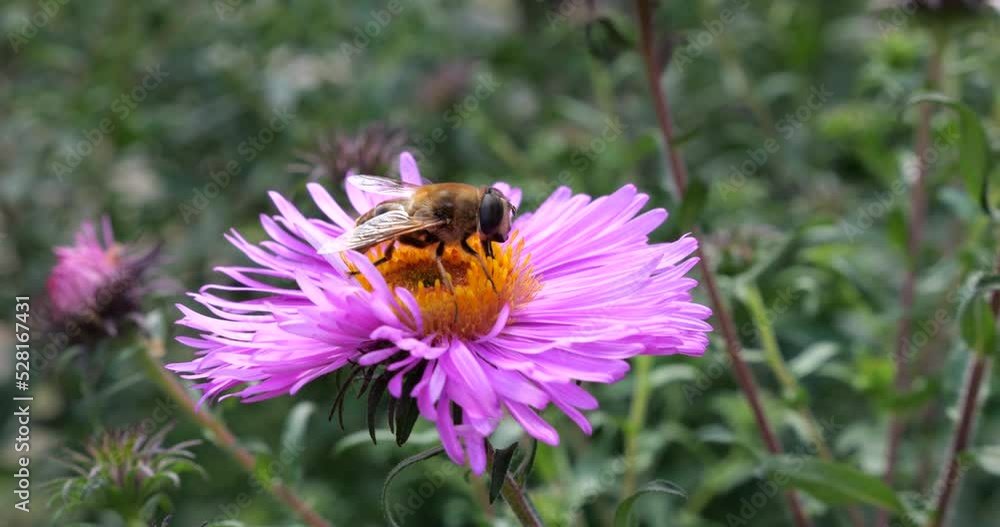 A bee on pink chrysanthemum. Summer macro shooting. A bee on pink chrysanthemum. Summer macro shooting.