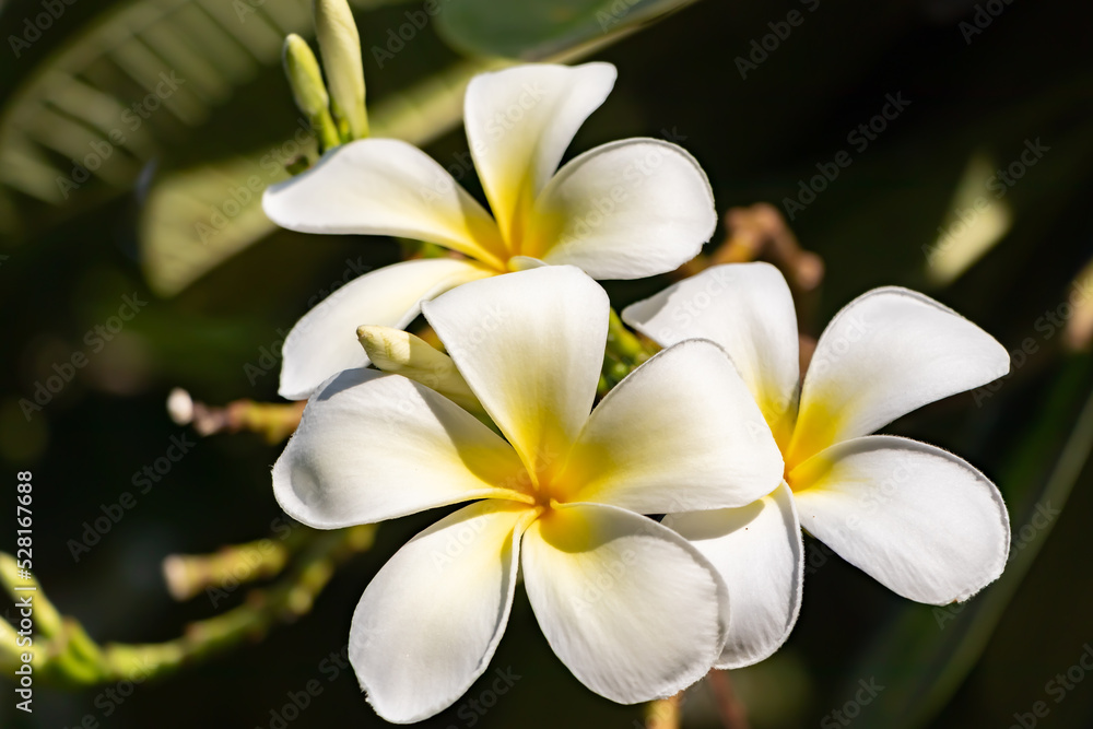Fototapeta premium Beautiful blooming white plumeria flowers with yellow centers in tropical garden, close-up of fragrant frangipani blossoms with lush green leave, perfect for spa, relaxation, nature, summer background