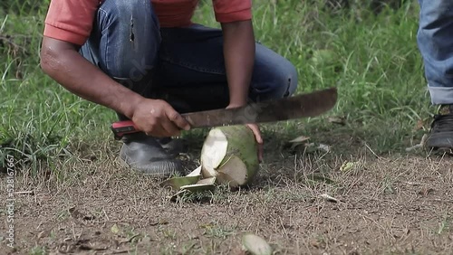 El hombre rompe coco, cortando cáscara de coco verde con machete en el campo en el suelo.