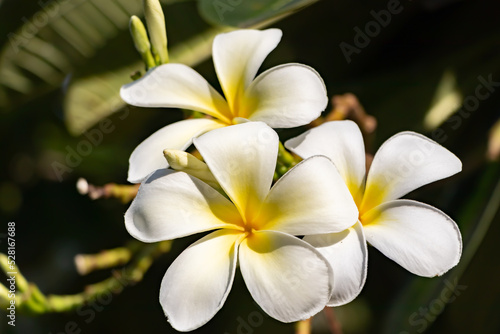 Beautiful frangipani or plumeria flowers, White flowers in the garde, close up, beautiful flower , plumeria flowers  © MJ iceberg