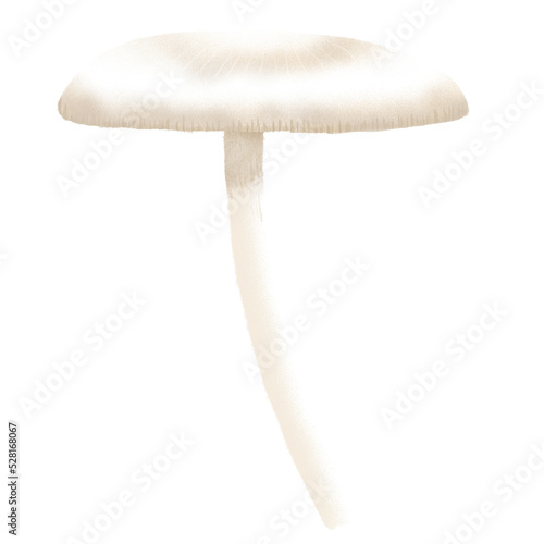 Hand drawn crayon mushroom illustion. woodland in fall season clipart.white Agaricus Campestris mushroom.
 photo