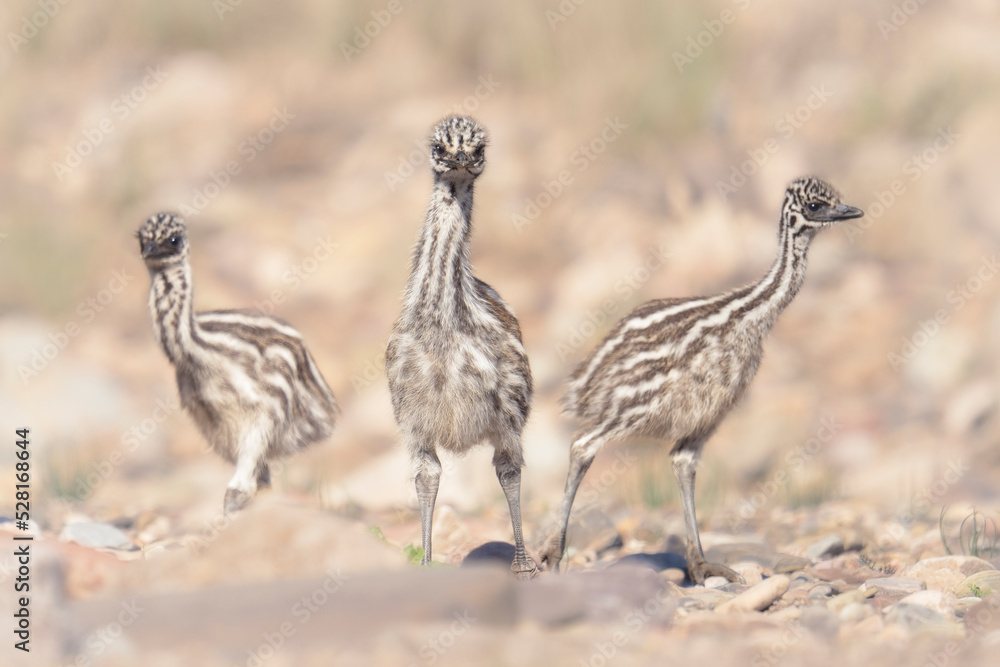 Trio of wild emu chicks (Dromaius novaehollandiae) in stoney habitat, Flinders Ranges, South Australia Trio of wild emu chicks (Dromaius novaehollandiae) in stoney habitat, Flinders Ranges, South Australia