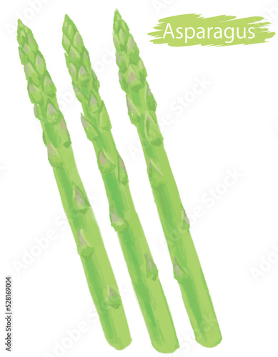 水彩風の野菜、グリーン・アスパラガス。ベクターイラスト素材