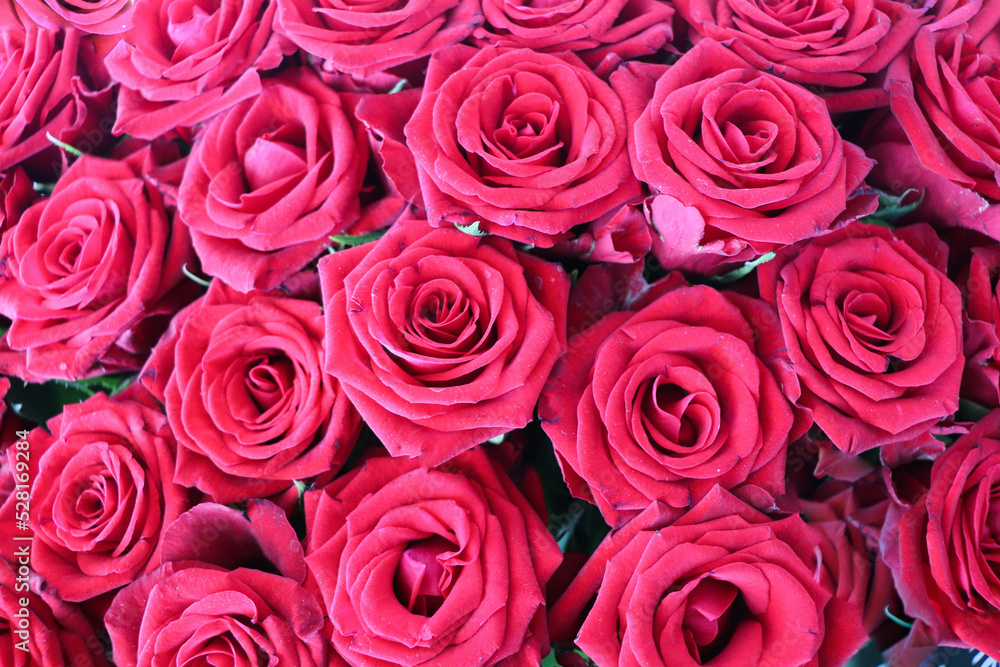 floral background of red roses floral background of red roses