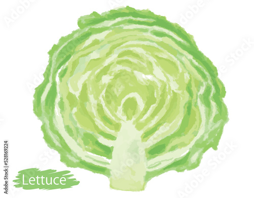 水彩風の野菜、レタス。ベクターイラスト素材