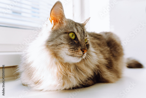 Fluffy domestic longhair cat sits on windowsill by window, looks away with curiosity