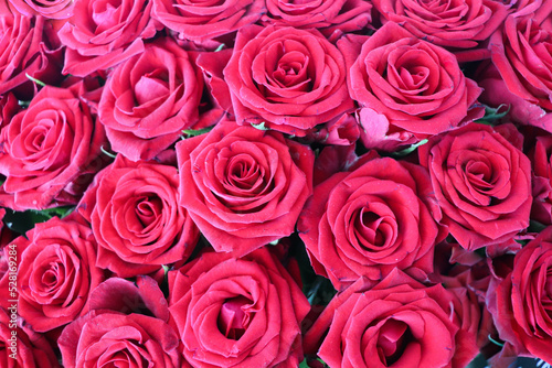floral background of red roses