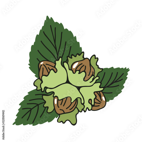 A healthy, nutritious vegetarian snack. A bunch of hazelnuts with leaves. Additive element for packaged chocolate. Illustration in the style of contour graphics in doodle style. Organic food.