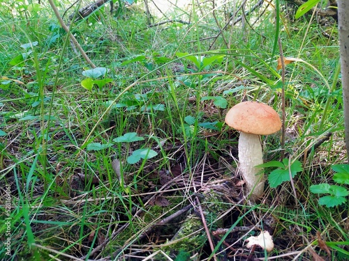 Boletus aurantiacus Bull. Basket with mushrooms. Mushrooms in the forest