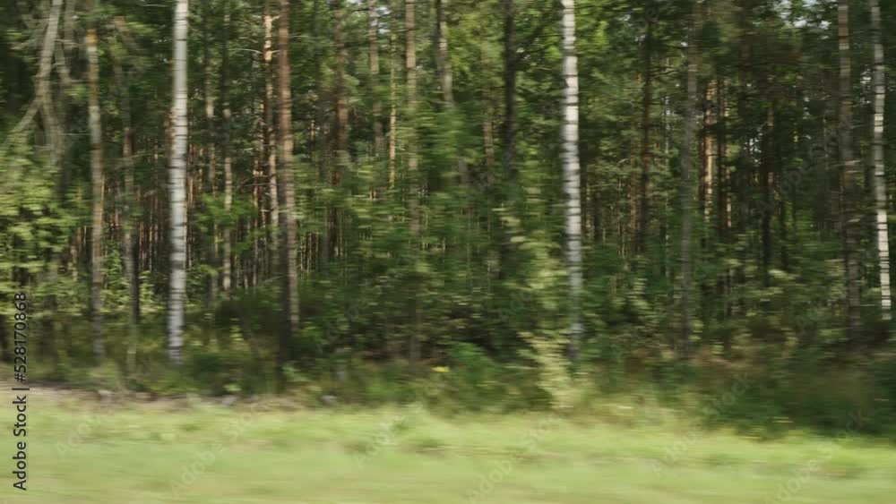 Side view driving plate through pine forest late summer Side view driving plate through pine forest late summer