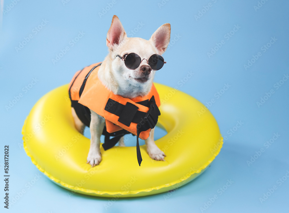 brown short hair chihuahua dog wearing sunglasses and  orange life jacket or life vest standing in yellow  swimming ring, looking at copy space,  isolated on blue background.