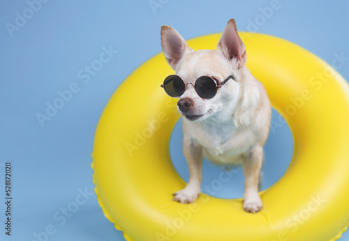  brown short hair chihuahua dog wearing sunglasses, standing in yellow swimming ring  isolated on blue background, looking at copy space.