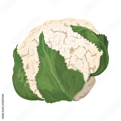 cauliflower vegetable icon