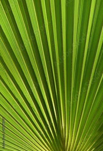 close up of a green Palm leaf