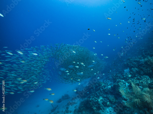 Seascape with Bait Ball, School of Fish, Mackerel fish in the coral reef of the Caribbean Sea, Curacao © NaturePicsFilms