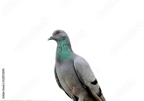 pigeon isolated © Y.S.Gangwar