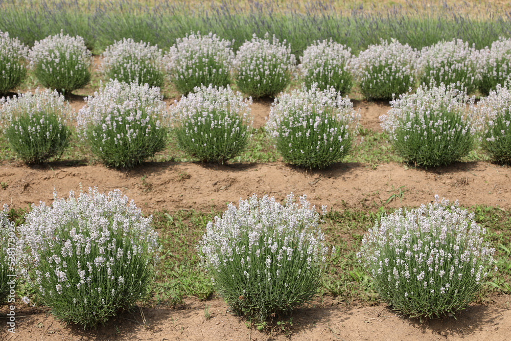 lavender flower bushes in the cultivated field for the production of perfumes and essential oils lavender flower bushes in the cultivated field for the production of perfumes and essential oils