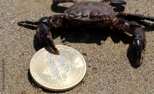 crab holding firmly with its claw the coin bitcoin