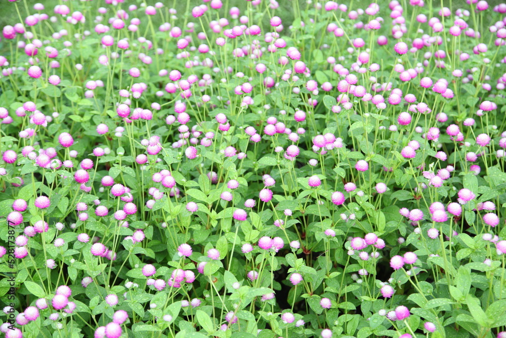 Globe amaranth or Gomphrena globosa flower in the garden Globe amaranth or Gomphrena globosa flower in the garden