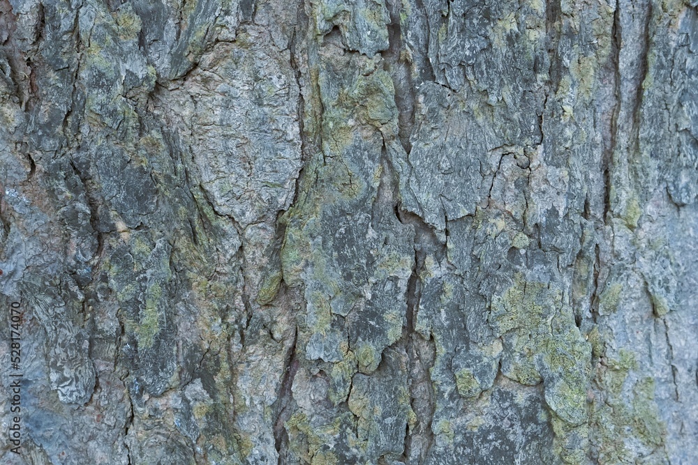 Macro photo of the bark of a gray tree Macro photo of the bark of a gray tree