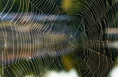 Spider web, cobweb, macro photography, close up view.