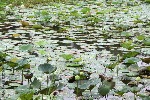 lotus pond  © Suwit