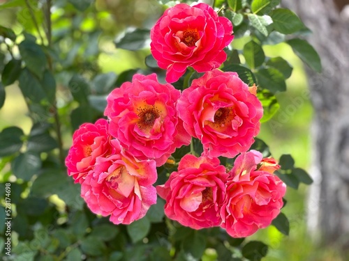 Roses pink beautiful flowers shrub in garden. © OLENA