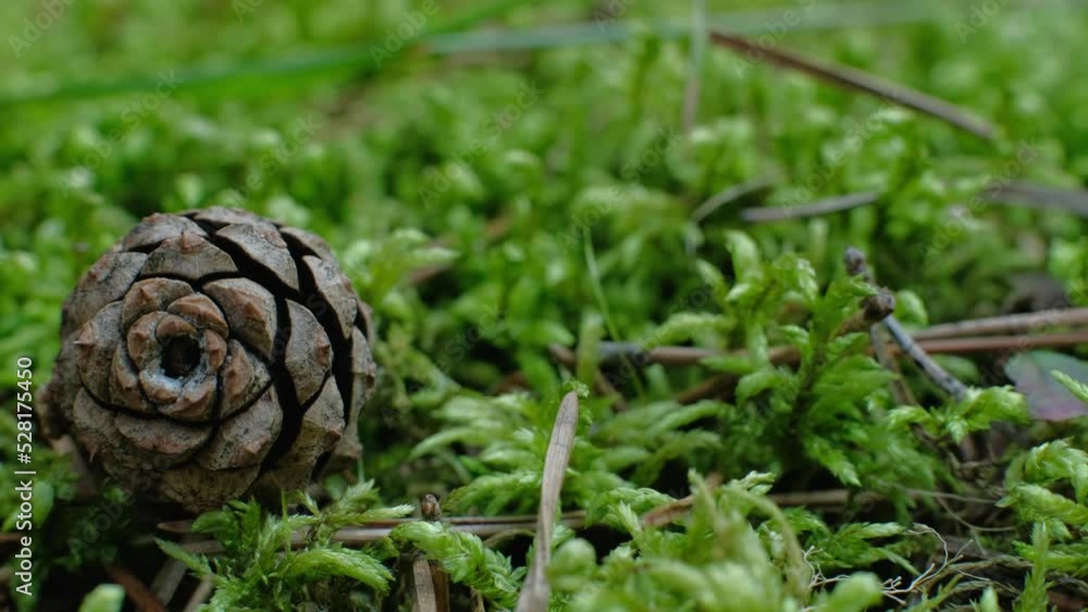 Pine cone falls on forest moss close-up. Pine cone falls on forest moss close-up.