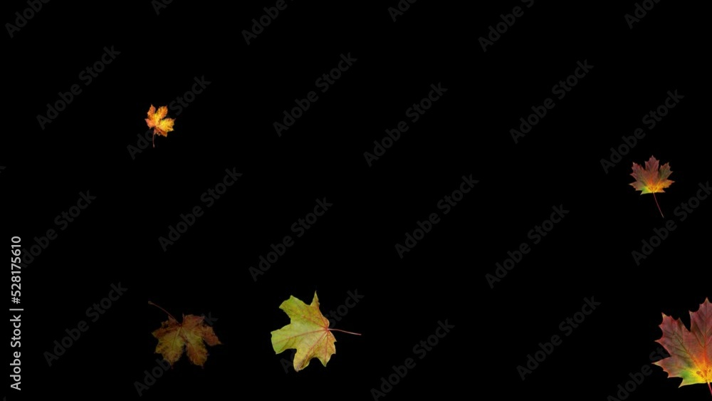 Falling real maple leaves in autumn. Natural colorful isolated fall foliage. 4k overlay. Slow motion animation. Black background. 29,97 fps Falling real maple leaves in autumn. Natural colorful isolated fall foliage. 4k overlay. Slow motion animation. Black background. 29,97 fps