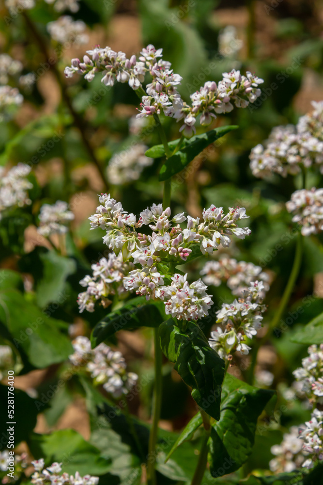 Field of buckwheat and close up of buckwheat plant. Buckwheat agriculture Field of buckwheat and close up of buckwheat plant. Buckwheat agriculture