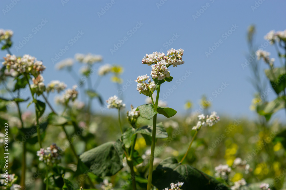 Field of buckwheat and close up of buckwheat blossoms. Buckwheat agriculture Field of buckwheat and close up of buckwheat blossoms. Buckwheat agriculture