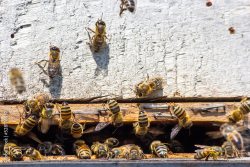 swarm of honey bees flying around beehive. Bees returning from collecting honey fly back to the hive. Honey bees on home apiary  apiculture concept