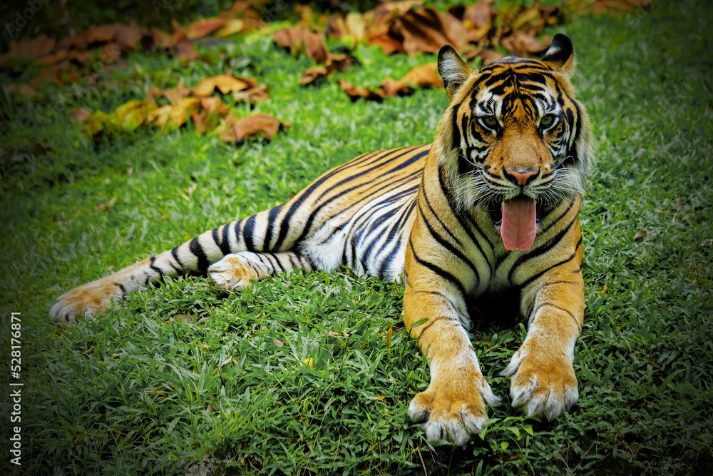Obraz premium tiger in the zoo