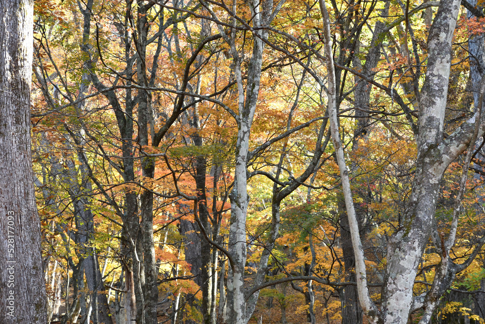 Obraz premium 紅葉