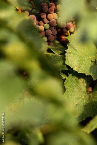 Blue grapes and leaves. Agriculture, agronomy, industry photo