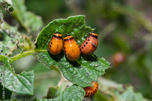 potato cultivation destroyed by larvae and beetles of Colorado potato beetle, Leptinotarsa decemlineata, also known as the Colorado beetle, the ten-striped spearman, the ten-lined potato beetle