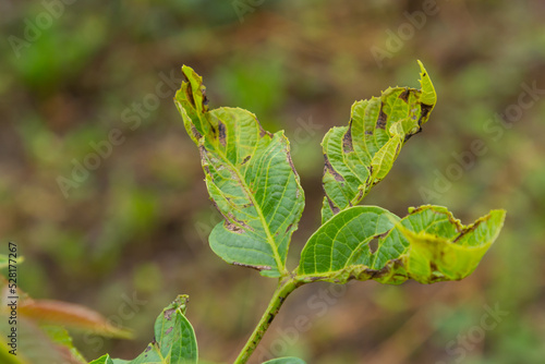 Walnut anthracnose or walnut black spot - Gnomonia, Ophiognomonia leptostyla, fungal plant pathogen photo